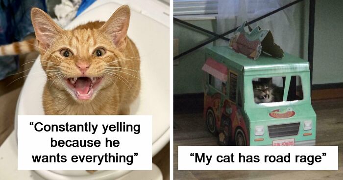 75 Cats Who Had Something Very Important To Scream About (New Pics)