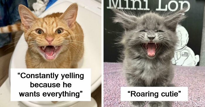 75 Cats Who Had Something Very Important To Scream About (New Pics)