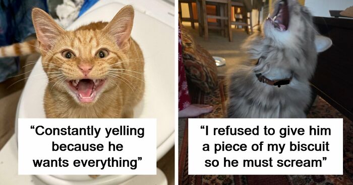 75 Cats Who Had Something Very Important To Scream About (New Pics)