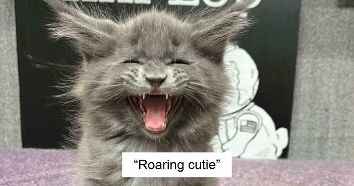 75 Cats Who Had Something Very Important To Scream About (New Pics)