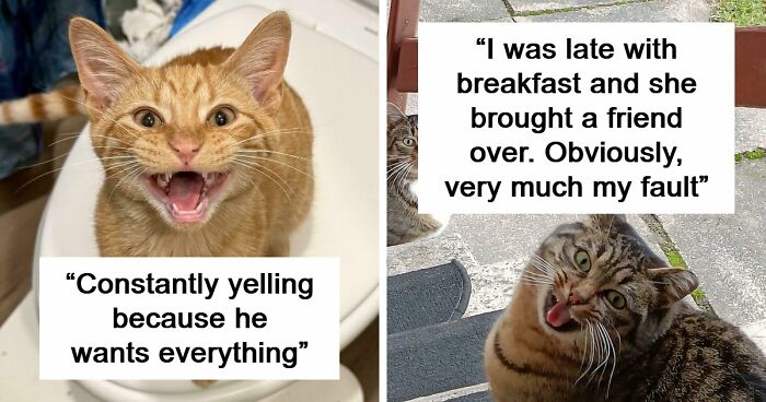 75 Cats Who Had Something Very Important To Scream About (New Pics)