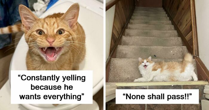 75 Cats Who Had Something Very Important To Scream About (New Pics)