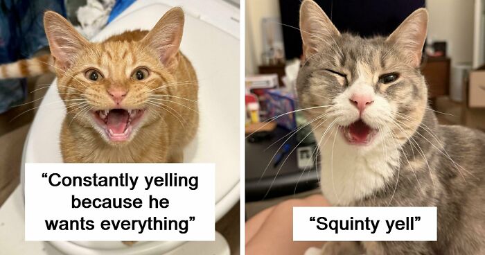 75 Cats Who Had Something Very Important To Scream About (New Pics)