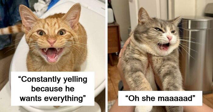 75 Cats Who Had Something Very Important To Scream About (New Pics)