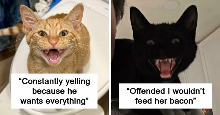 75 Cats Who Had Something Very Important To Scream About (New Pics)