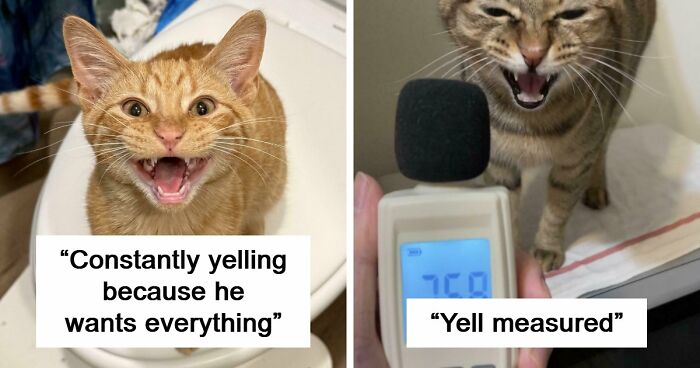 75 Cats Who Had Something Very Important To Scream About (New Pics)