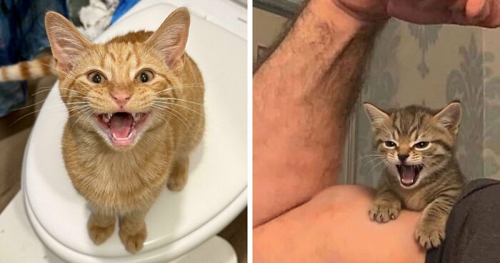 75 Cats Who Had Something Very Important To Scream About (New Pics)