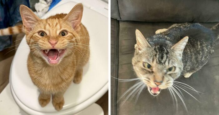 75 Cats Who Had Something Very Important To Scream About (New Pics)