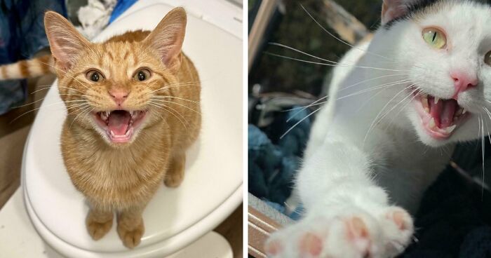 75 Cats Who Had Something Very Important To Scream About (New Pics)