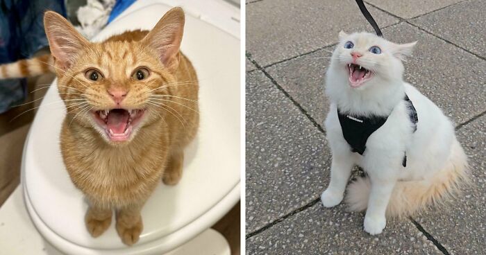 75 Cats Who Had Something Very Important To Scream About (New Pics)