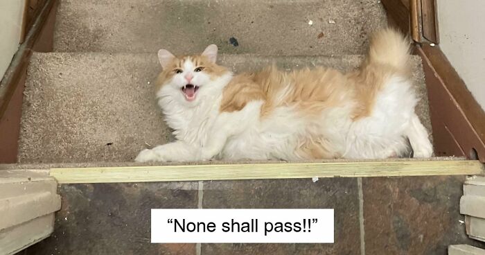 75 Cats Who Had Something Very Important To Scream About (New Pics)