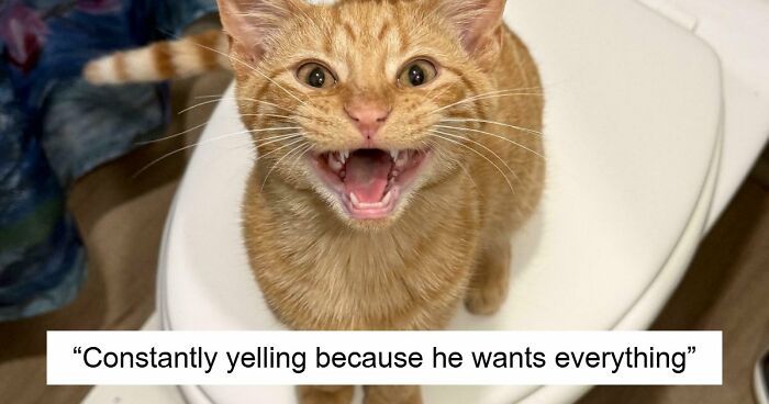 75 Cats Who Had Something Very Important To Scream About (New Pics)