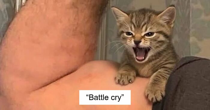 75 Cats Who Had Something Very Important To Scream About (New Pics)