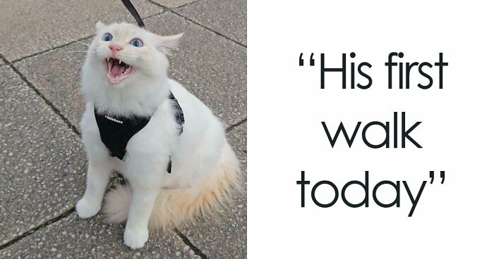 75 Cats Who Had Something Very Important To Scream About (New Pics)