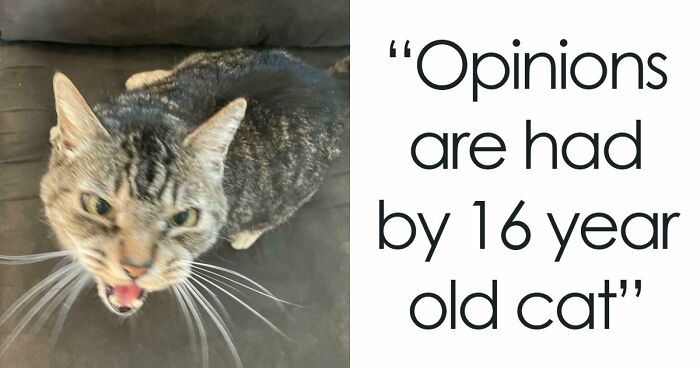 75 Cats Who Had Something Very Important To Scream About (New Pics)