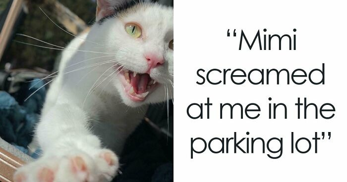 75 Cats Who Had Something Very Important To Scream About (New Pics)