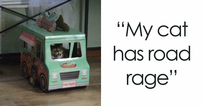 75 Cats Who Had Something Very Important To Scream About (New Pics)