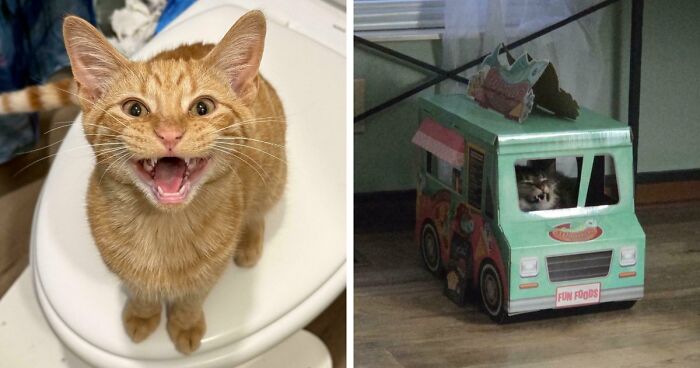 75 Cats Who Had Something Very Important To Scream About (New Pics)