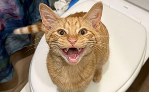 75 Funny Cats Who Refused To Stay Quiet (New Pics)