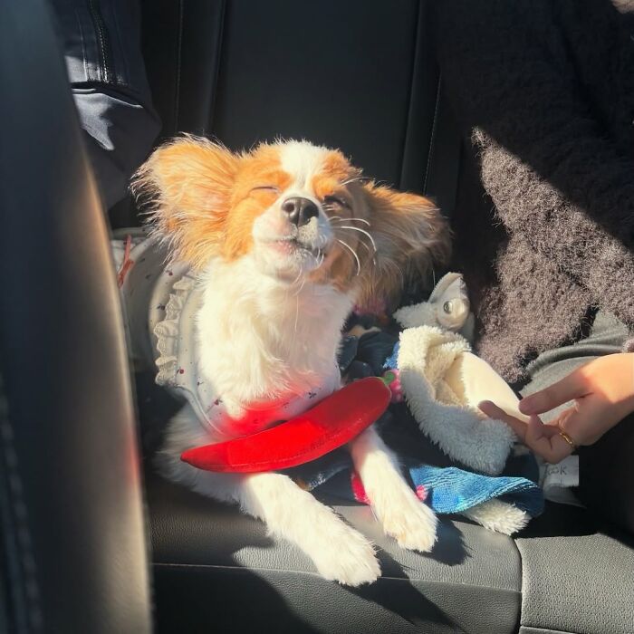 Small dog sunbathing contentedly on car seat with sunlight on its face
