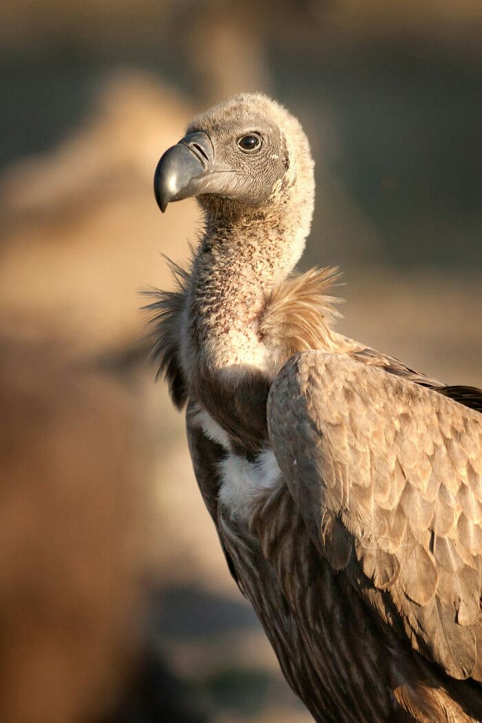 Portrait of a vulture with detailed feathers and beak in natural sunlight