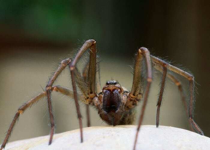 Close-up of a brown spider, its hairy legs extending forward, evoking the feeling of being alive.