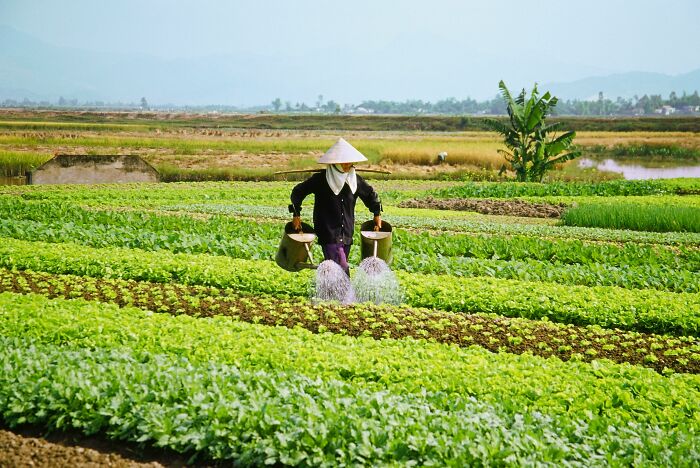 Farmer watering green crops in a field highlighting inevitable moments in agriculture