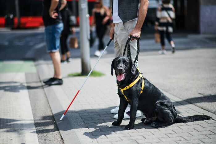 A service dog, a black labrador with a yellow harness, patiently sits next to its owner with a white cane. Crows hold a grudge for 17 years.