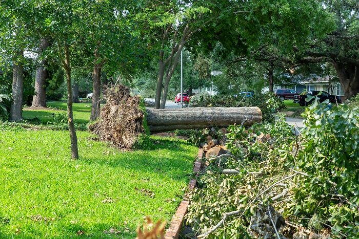 Uprooted tree and branches on grass after storm in neighborhood