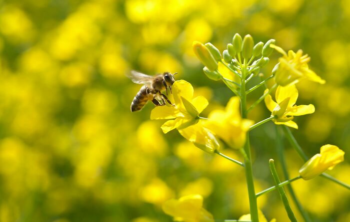 Bee collecting nectar from yellow flowers illustrating shocking nature facts