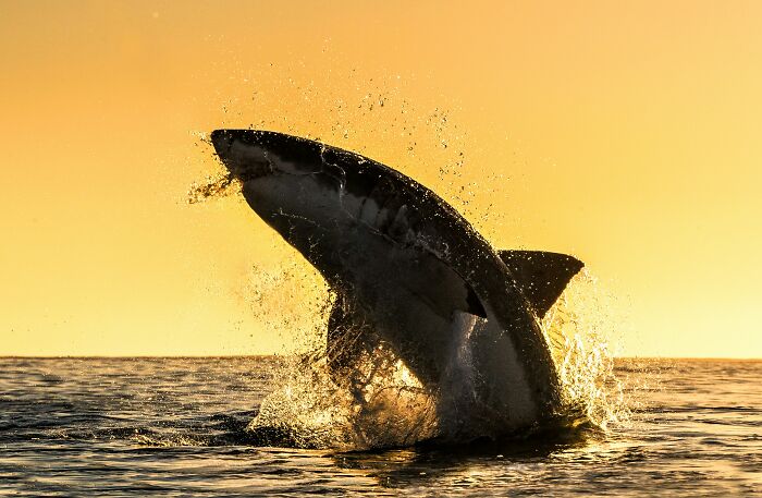 Great white shark breaching ocean surface at sunset