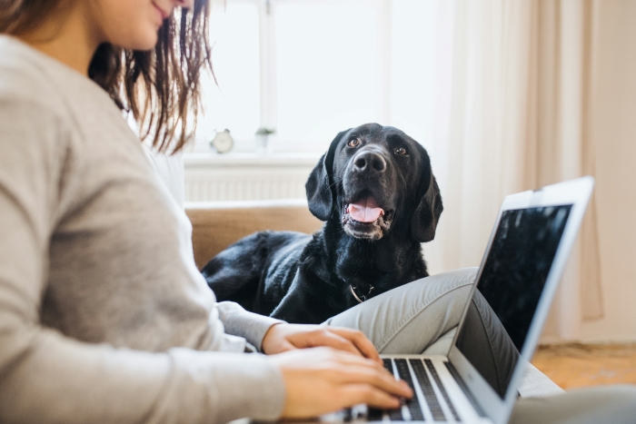 Woman works on a laptop at home, a happy black lab lies behind her. Learning to defend herself, never make a mistake again.