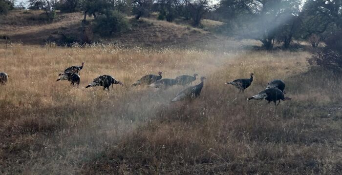 Rare moment of wild turkeys foraging in a grassy field under sunlight