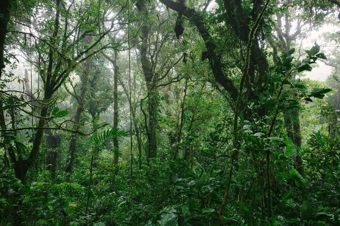 Dense tropical rainforest with mist in absurd geography facts