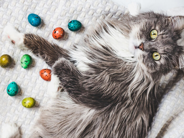Cat lying next to colorful eggs during unexpected disaster