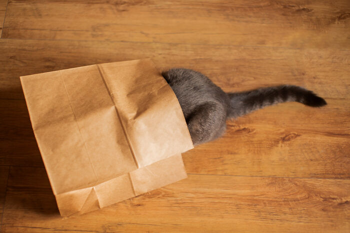 Cat with head inside paper bag on wooden floor