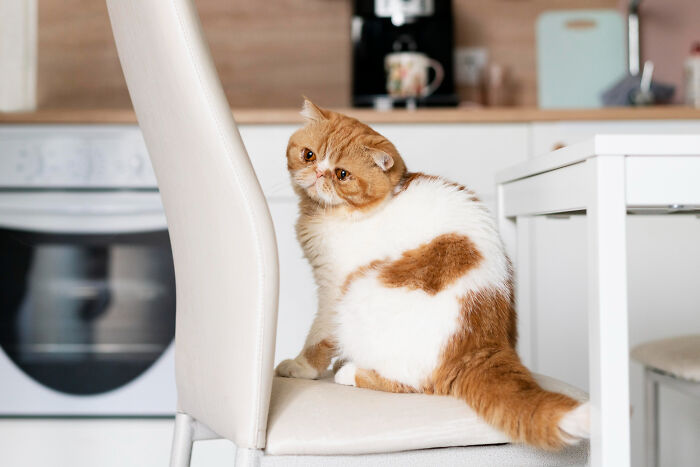 Cat sitting on kitchen chair causing accidental mess