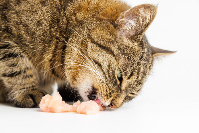 Tabby cat eating raw food when left alone