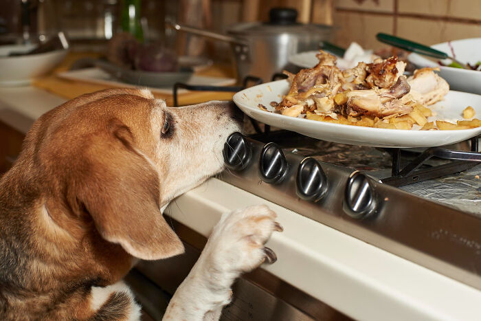 Dog reaching for food on kitchen stove