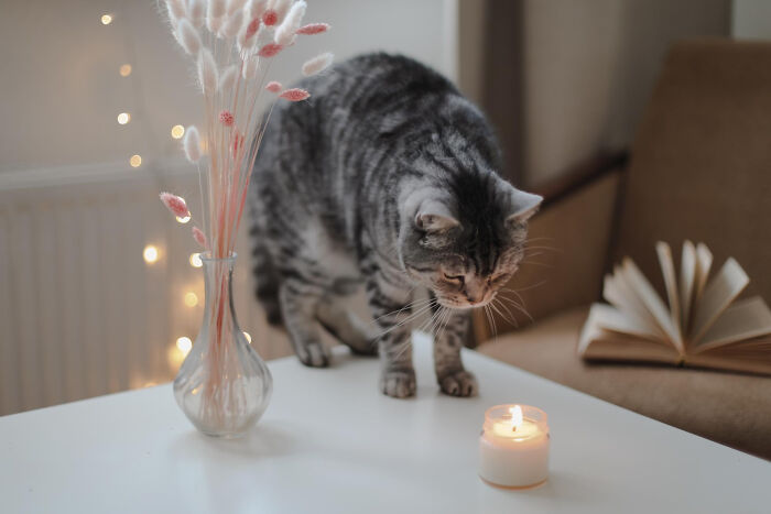 Cat curiously approaching lit candle in unexpected disaster