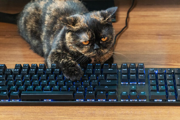 Cat playing on keyboard causing unexpected disaster