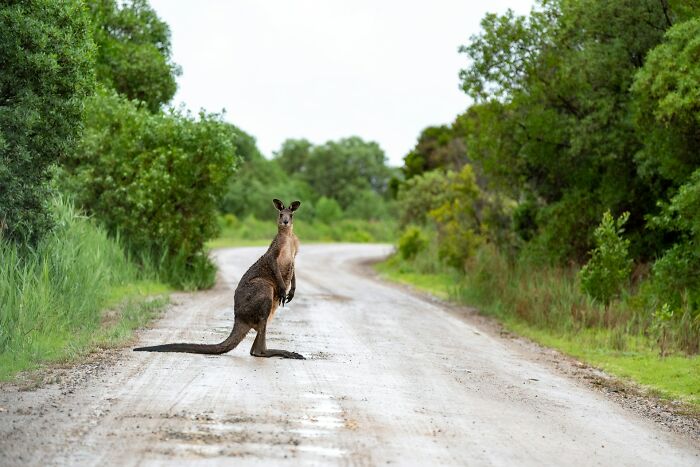 Kangaroo standing on a rural dirt road surrounded by greenery