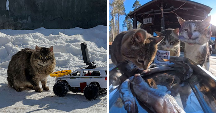 This Account Shares Stray Animals Getting Their Meals Delivered By Remote Control Car And Drone (40 New Pics)
