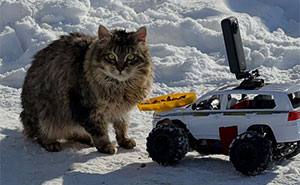 This Account Shares Stray Animals Getting Their Meals Delivered By Remote Control Car And Drone (40 New Pics)