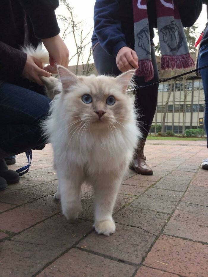 Therapy cat with blue eyes walking on campus pavement among students