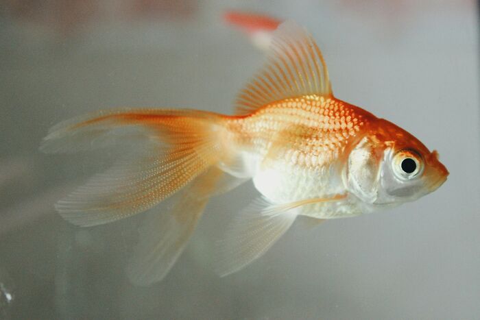 Close-up of goldfish swimming in clear water