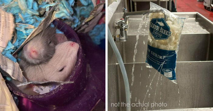 39 Horrible Stories From Health Inspectors That Might Make You Never Eat Out Again