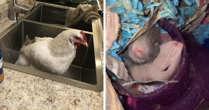 39 Horrible Stories From Health Inspectors That Might Make You Never Eat Out Again