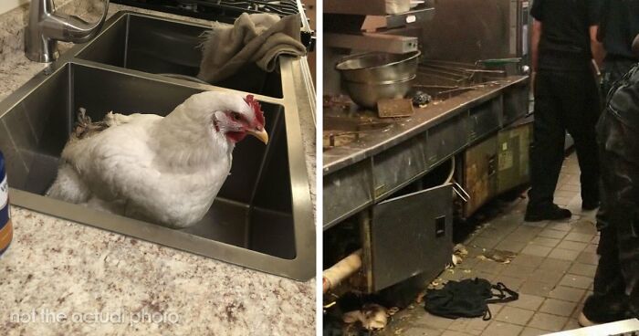 39 Horrible Stories From Health Inspectors That Might Make You Never Eat Out Again