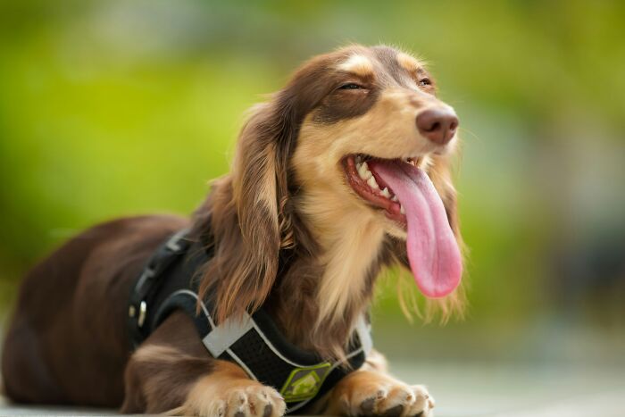 Happy long-haired dog panting outdoors random facts